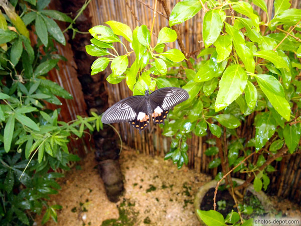 Papilio lowi, papillon IndonÃ©sie photo