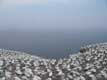 Au bord de la falaise nichent les 200.000 fous de bassans / Canada, Gaspesie, Ile Bonaventure