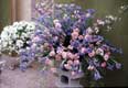 Bouquet de fleurs bleues et roses / Hollande, Keukenhof
