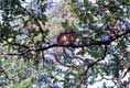Joli écureuil grignote sur branche de chêne / Italie