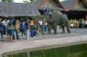 Cornac sur éléphant sur le quai / Thailande