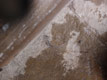 fossiles dans les dalles