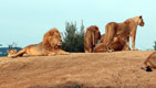 Sieste des lions