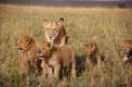 Famille de Lions Masai Mara / Afrique, Kenya
