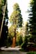 Gnral Sherman Tree Sequoia gant